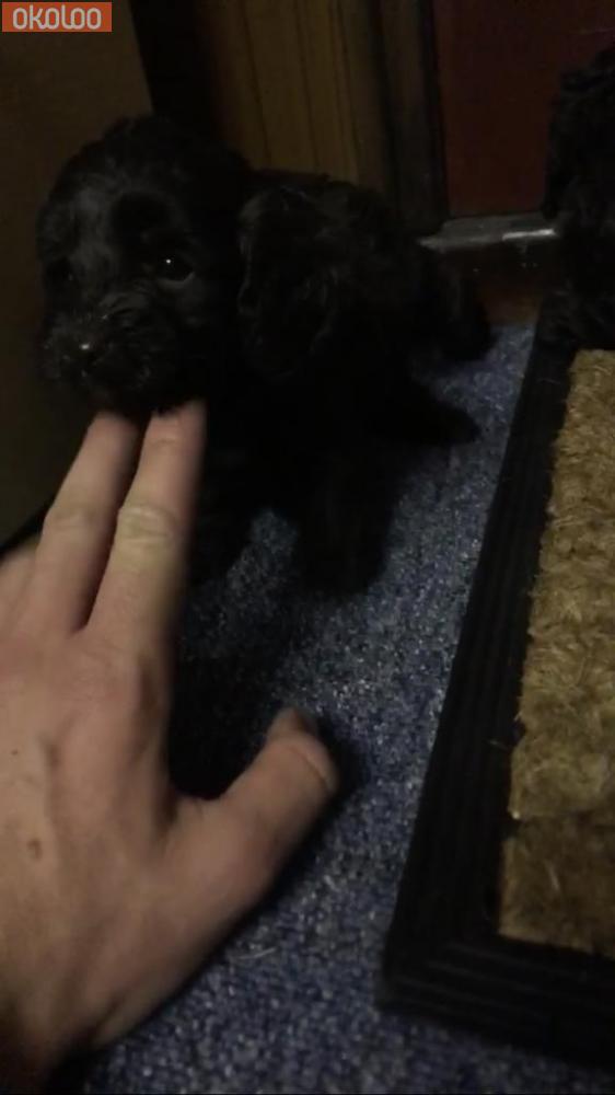 cockapoo puppies for sale east midlands