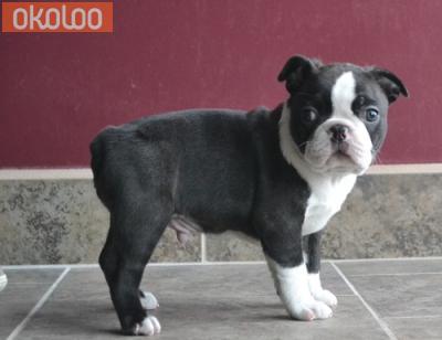 Pets Self whelped Boston terriers with excellent pedigree North West