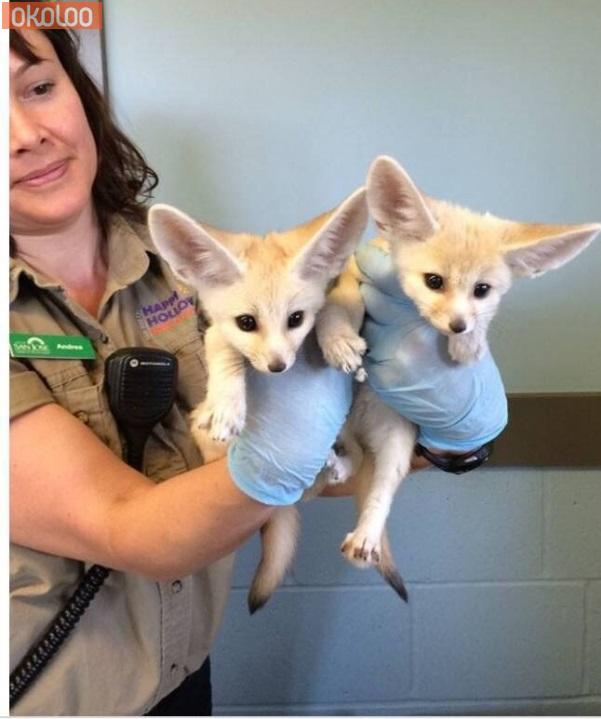 Pets Male and female Fennec foxes for sale Wales Neath Port Talbot Okoloo