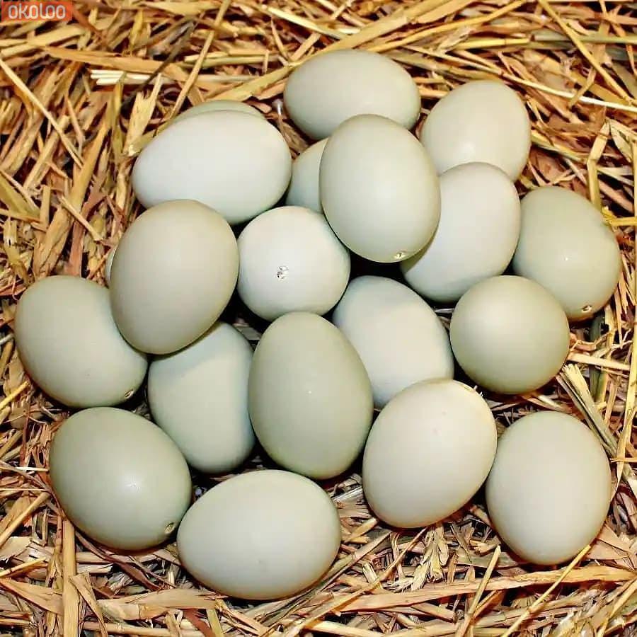 Pets Blue & Gold Macaw, African Grey Parrots And Eggs For Sale East of England Luton Okoloo