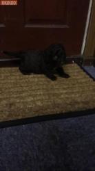 cockapoo puppies for sale east midlands